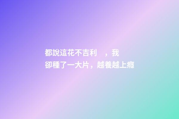 都說這花不吉利，我卻種了一大片，越養越上癮